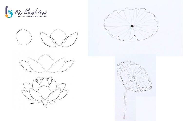 Phác thảo cách vẽ hoa sen đơn giản