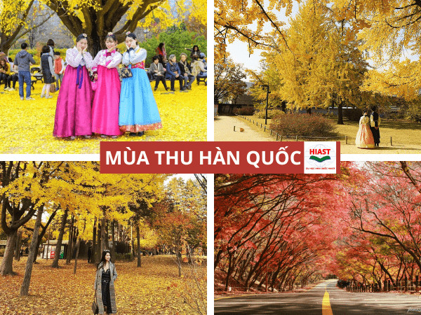 Cảnh sắc mùa thu lãng mạn với lá phong vàng đỏ ở Hàn Quốc