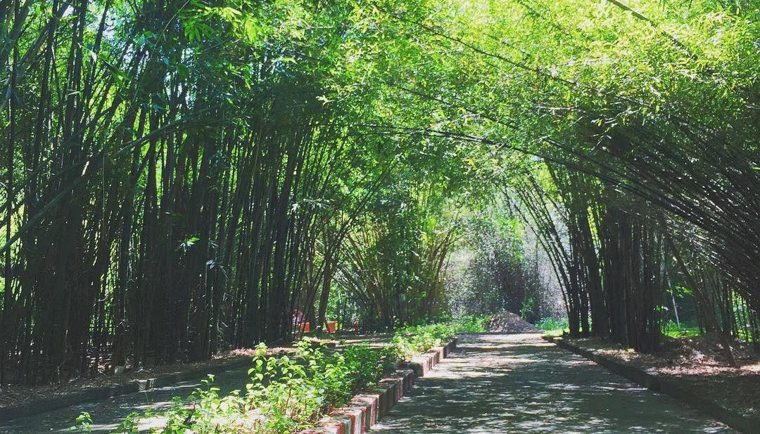 Khung cảnh bình dị, đậm chất quê ở Làng tre Phú An