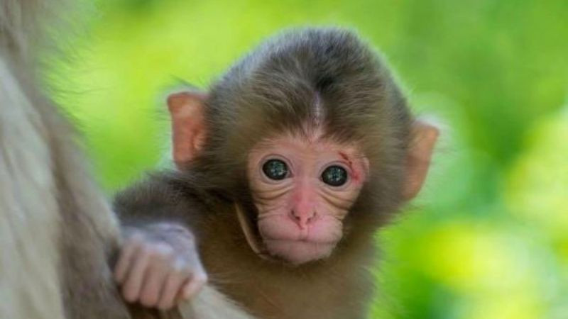 Các tông màu vàng, nâu, trắng, xám thể hiện sự tương sinh và hòa hợp với mệnh Kiếm Phong Kim