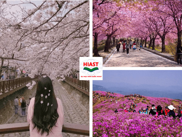 Mùa xuân Hàn Quốc với hoa anh đào nở rộ trên khắp phố