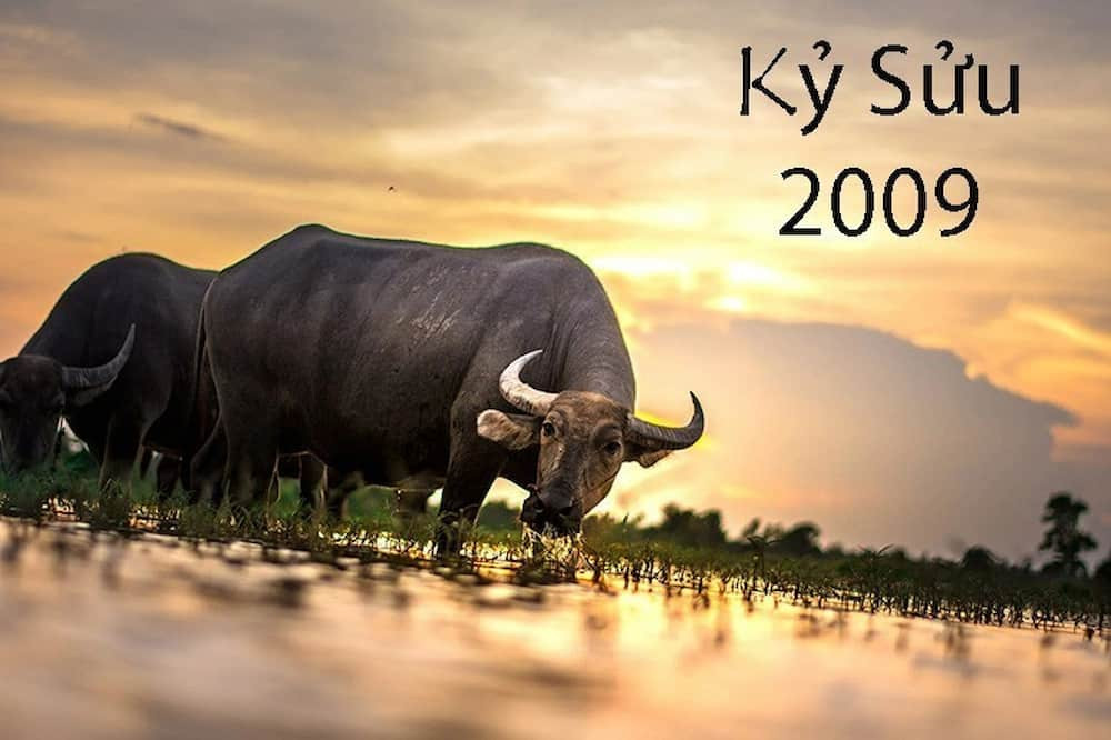 Tính cách mạnh mẽ, ngay thẳng là đặc điểm chung của người tuổi Kỷ Sửu 2009