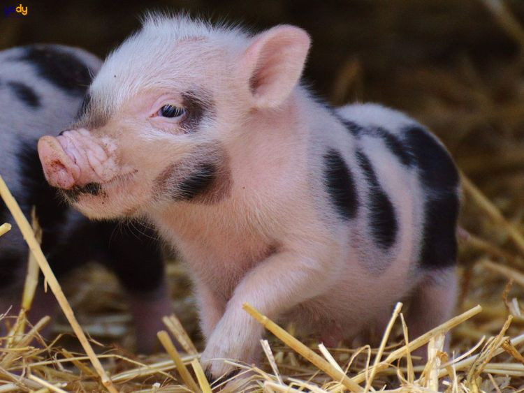 1995 tuôÌ‰i giÌ€?