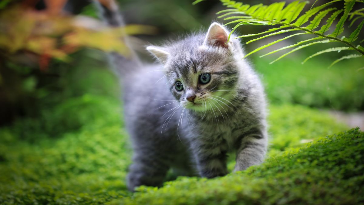 Người sinh năm 2011 thuộc mệnh Mộc Tùng Bách Mộc, biểu tượng của sự kiên cường