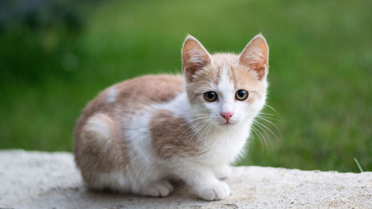 Năm sinh 2011 là năm Tân Mão, Thiên Can Tân hành Kim, Địa Chi Mão hành Mộc