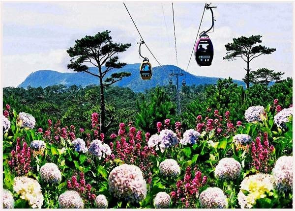 Toàn cảnh Cáp treo Đà Lạt nhìn từ trên cao, bắc qua rừng thông xanh mướt