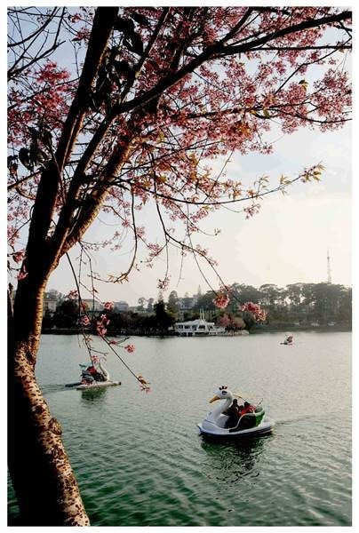 Toàn cảnh Hồ Xuân Hương, "trái tim" của Đà Lạt, với hàng cây xanh mát