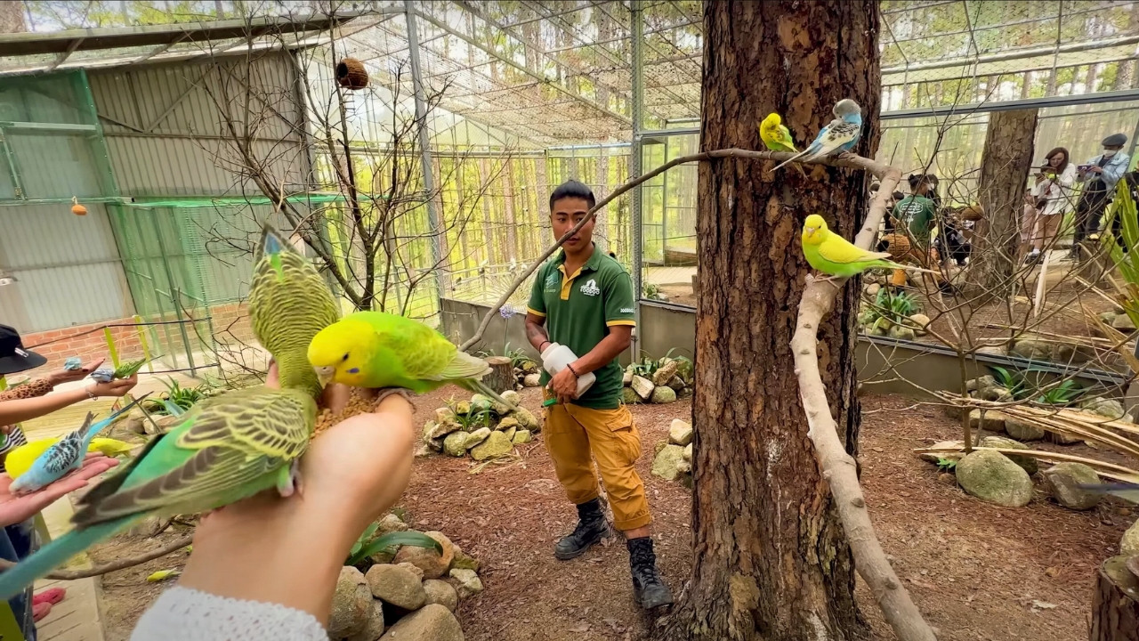 Em bé đang cho lạc đà Alpaca ăn tại khu vực Zoodoo