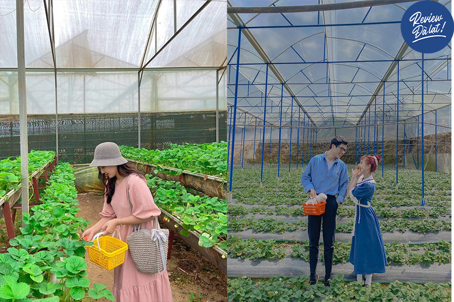 Một góc chụp vườn hoa cẩm tú cầu nở rộ tại nông trại