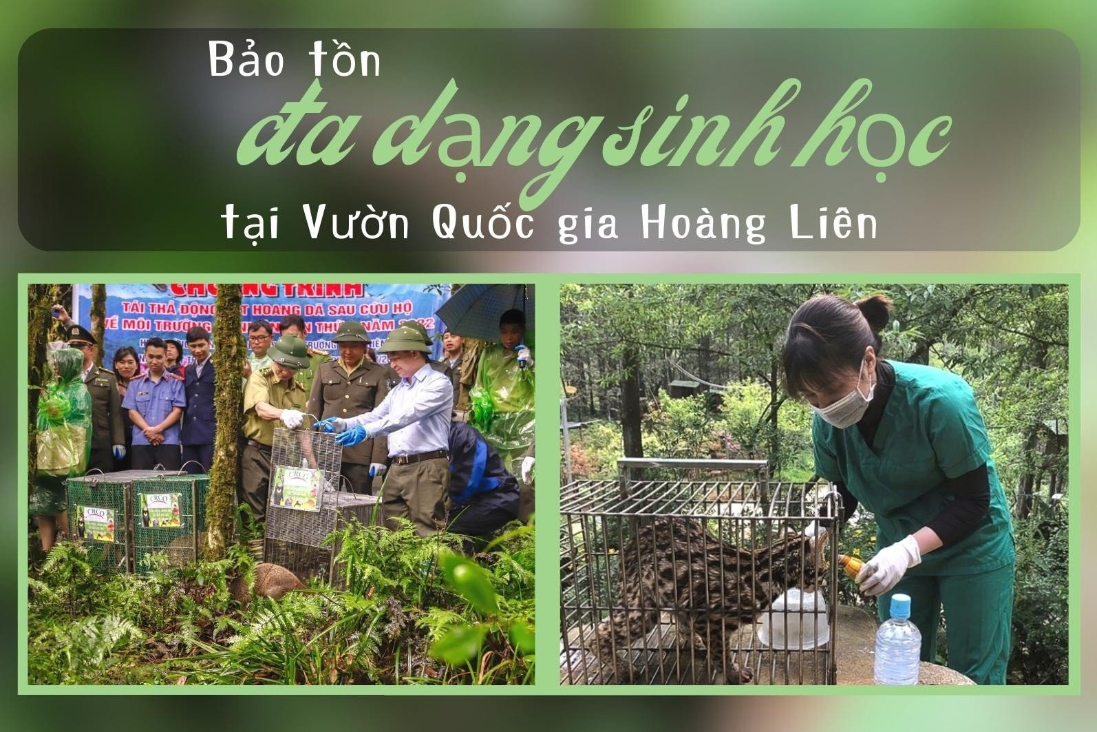 Một cánh rừng lá kim tại Vườn Quốc gia Hoàng Liên