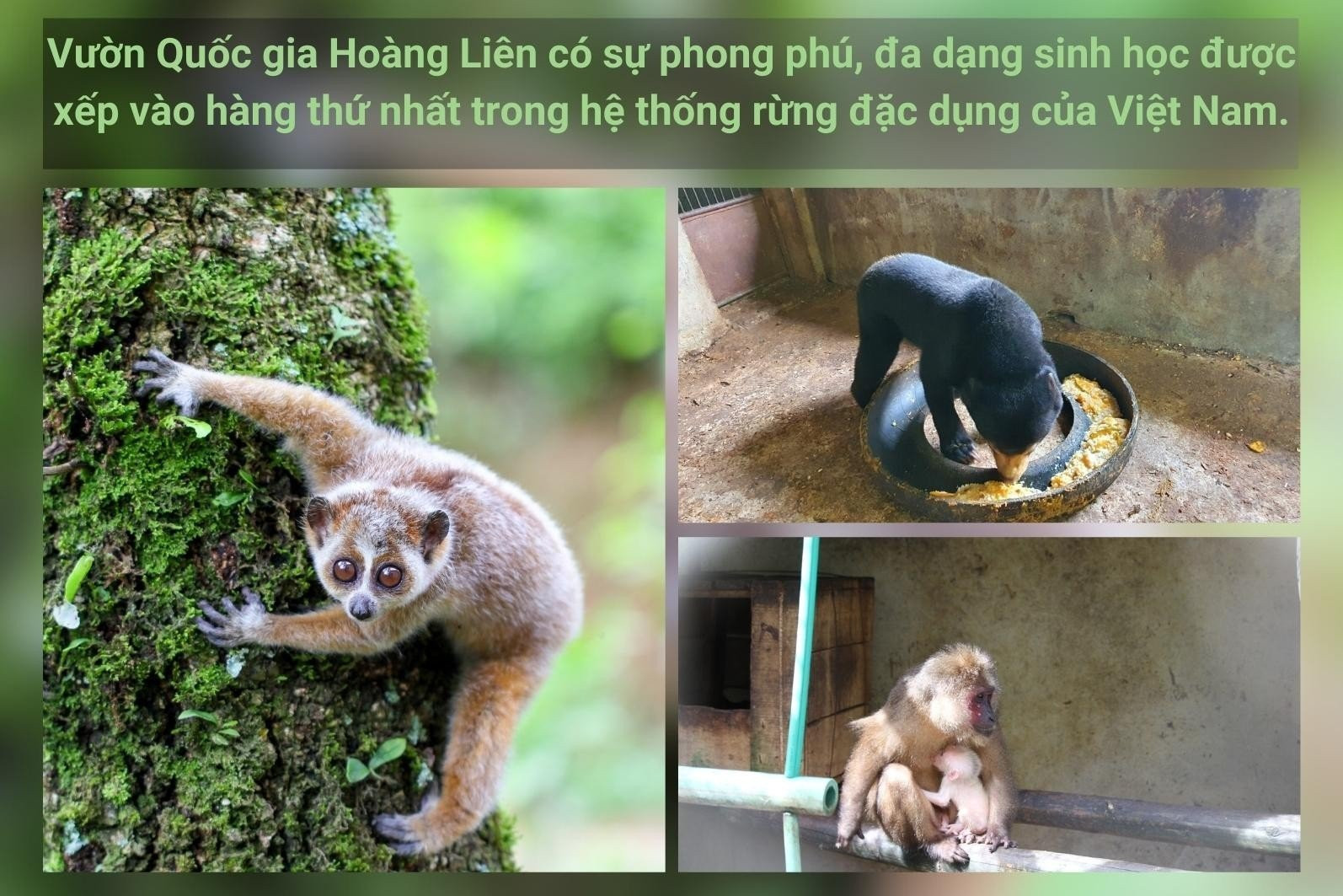 Cán bộ kiểm lâm tuần tra bảo vệ rừng tại Vườn Quốc gia Hoàng Liên