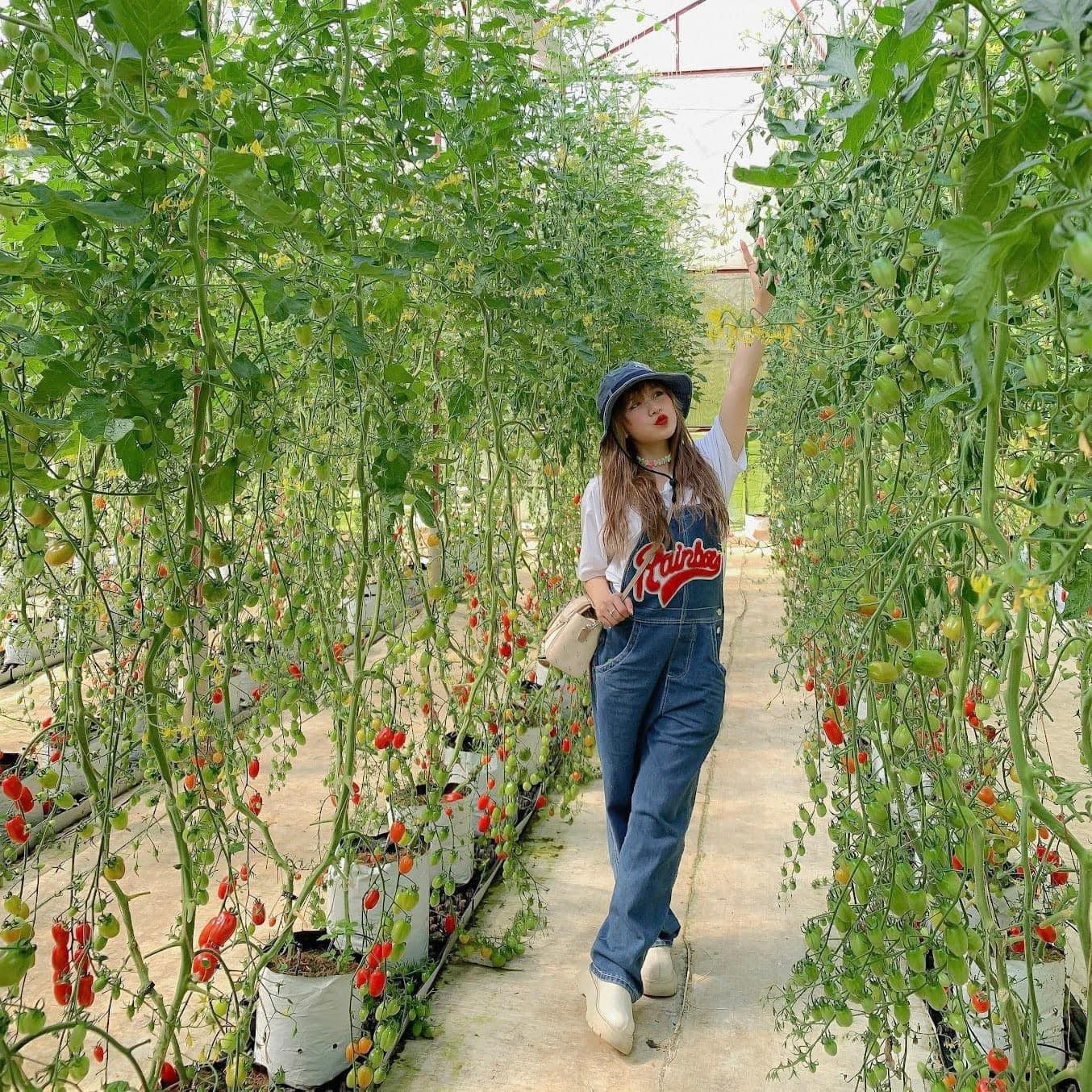 Những chùm cà chua baby chín đỏ trong vườn công nghệ cao