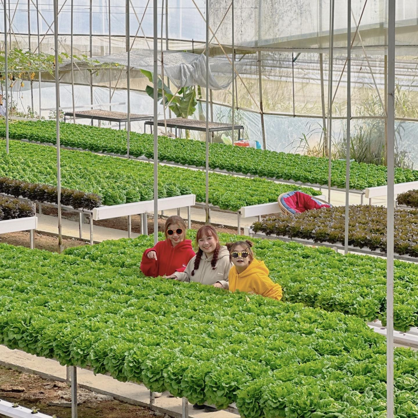 Khu vườn rau thủy canh với hệ thống trồng trọt công nghệ cao