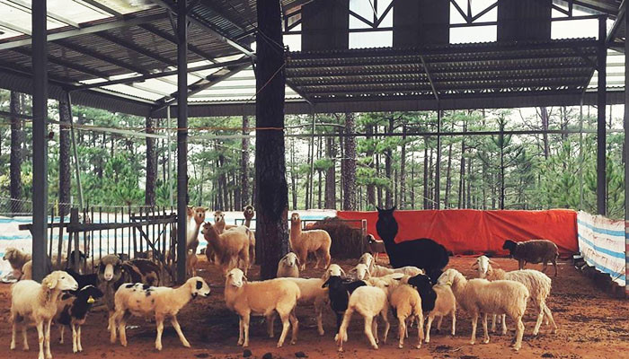 Ngựa lùn Pony thân thiện tại Zoodoo Đà Lạt