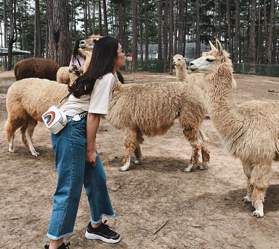 Góc quán cà phê Zoodoo nhìn ra thung lũng thông reo