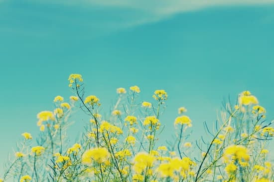 Cây cối và bầu trời trong một bức ảnh phong cách cổ điển