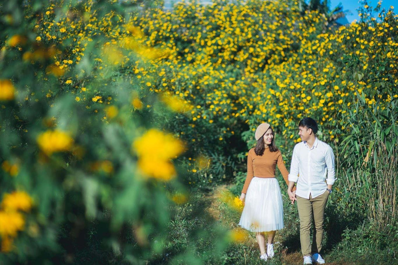 Du khách đang chụp ảnh giữa cánh đồng hoa dã quỳ vàng óng ánh dưới nắng