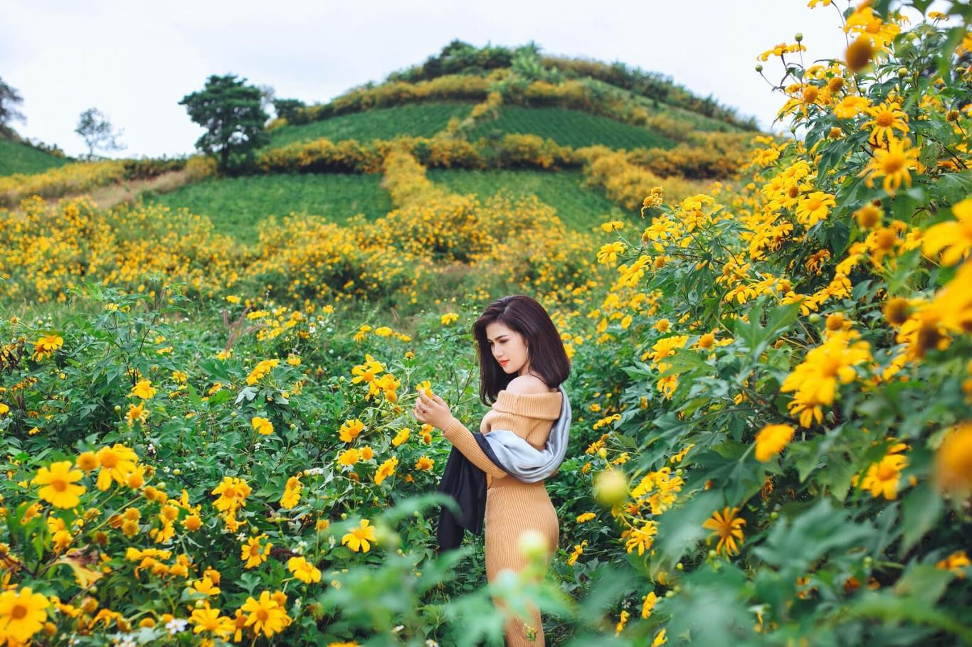 Toàn cảnh một thung lũng được bao phủ bởi sắc vàng của hoa dã quỳ vào mùa nở