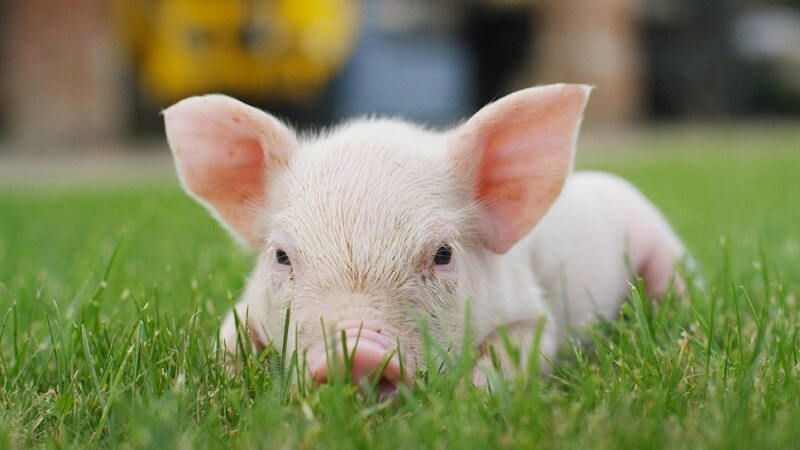 Tuổi Hợi rơi năm tam tai của nhóm tam hợp rơi vào các năm Tỵ, Ngọ