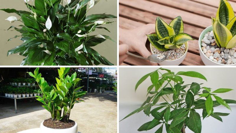 Cây Lan Ý, cây lưỡi hổ, cây kim tiền, cây Kim Ngân hợp với người tuổi Nhâm Tuất