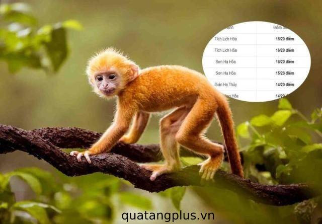 Nữ Canh Thân 1980 có những năm khó khăn nhất ở tuổi 30, 34, 38 và 42