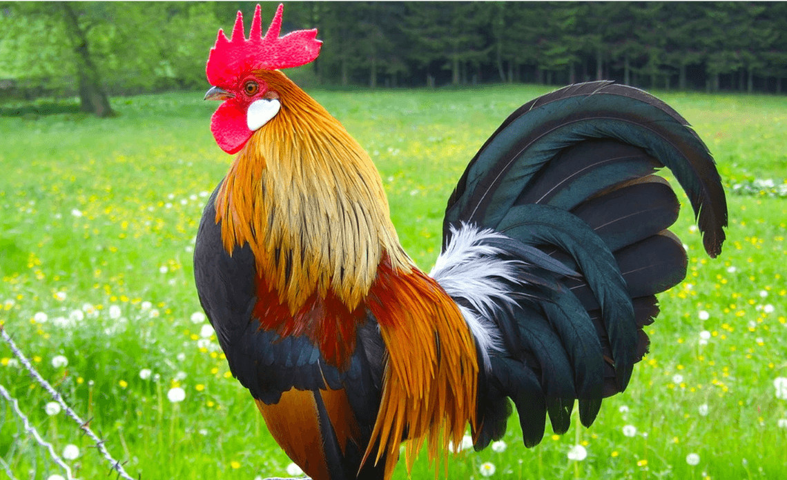 Hình ảnh minh họa tuổi Kỷ Dậu 1969 cầm tinh con Gà, biểu tượng của sự năng động và nhiệt huyết