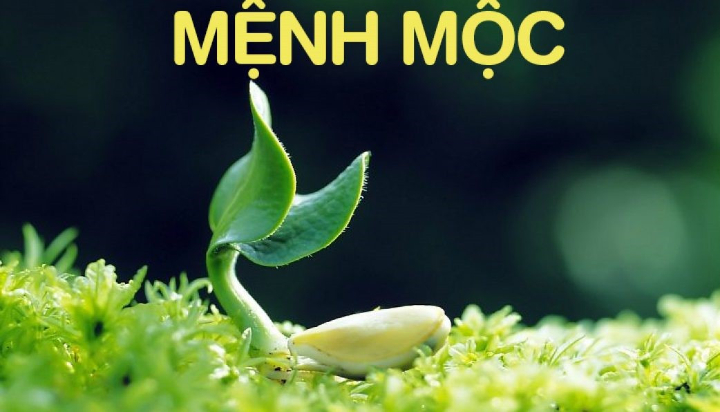 Hình ảnh một khu rừng xanh tươi, thể hiện sức sống mạnh mẽ của cây cối, tượng trưng cho người mệnh Mộc