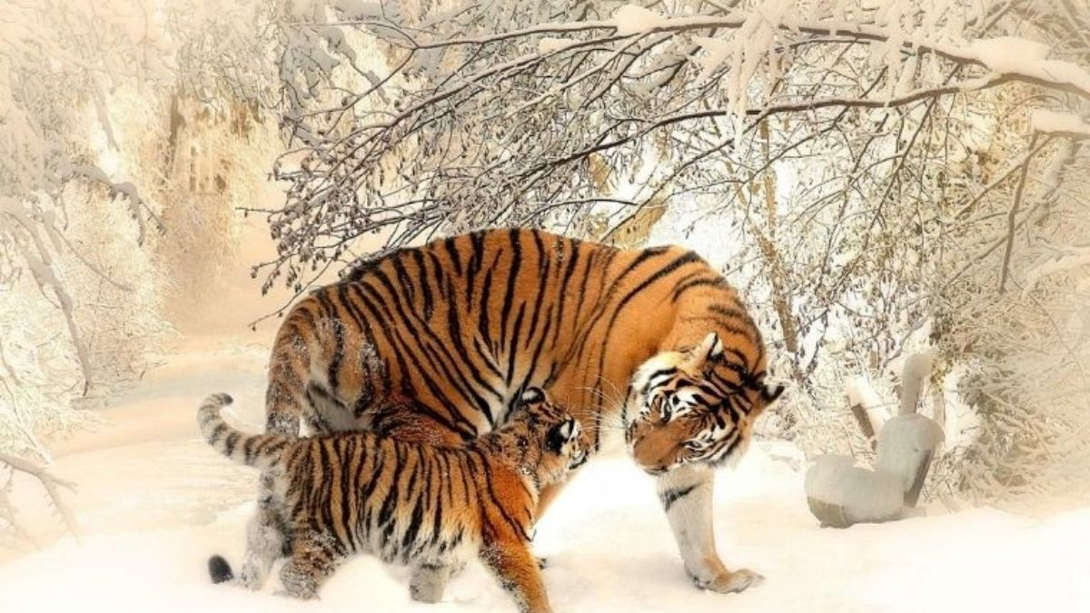 Năm sinh 2010 mệnh gì và cung mệnh gì