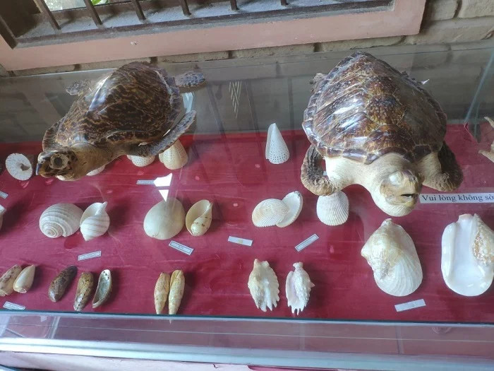 Các hiện vật hóa thạch và mẫu vật sinh vật biển tại Bảo tàng Cội Nguồn Phú Quốc