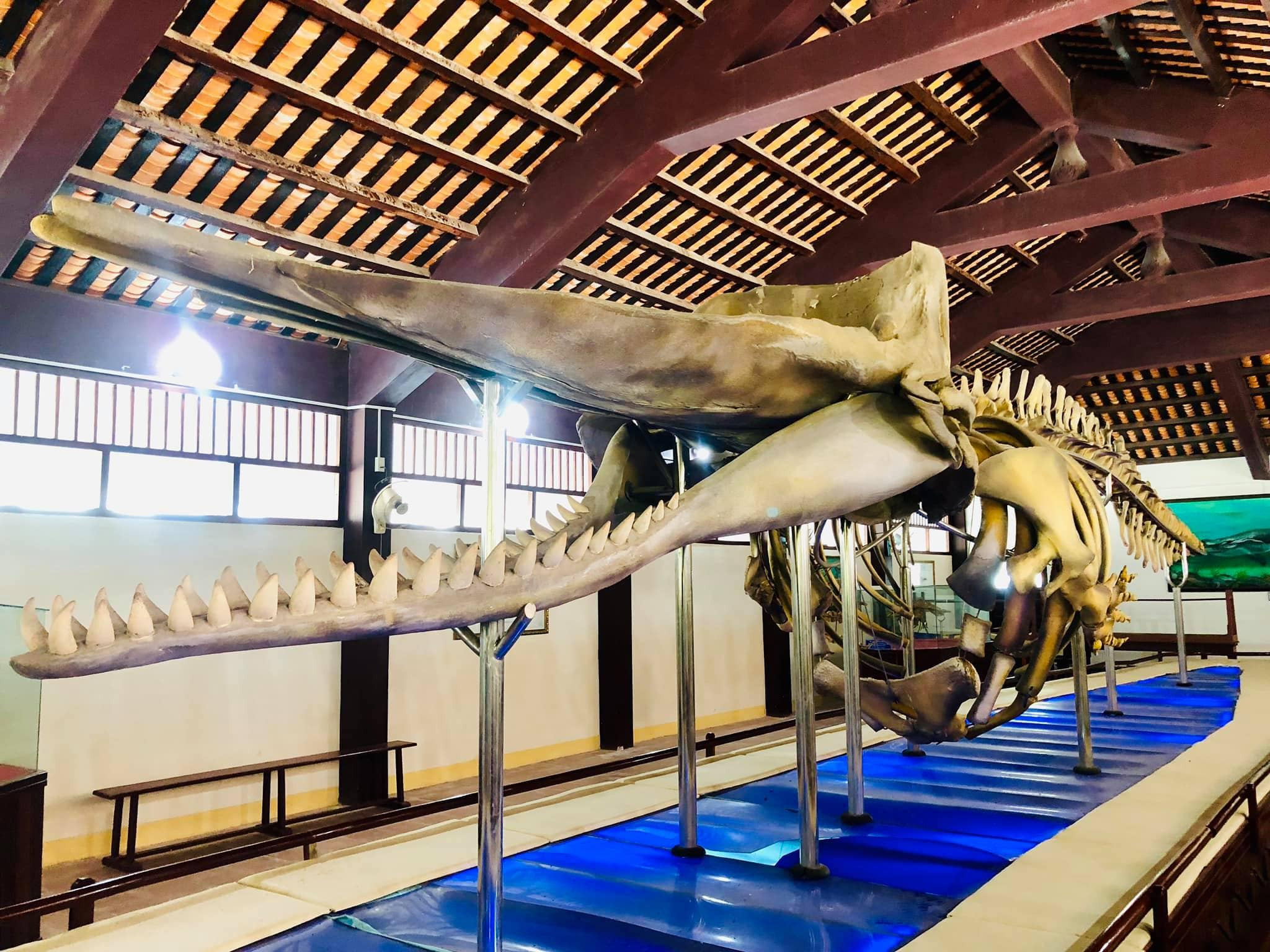 Bộ xương cá voi dài hơn 20m được lưu giữ tại Điện thờ Cá Ông Vạn An Thạnh