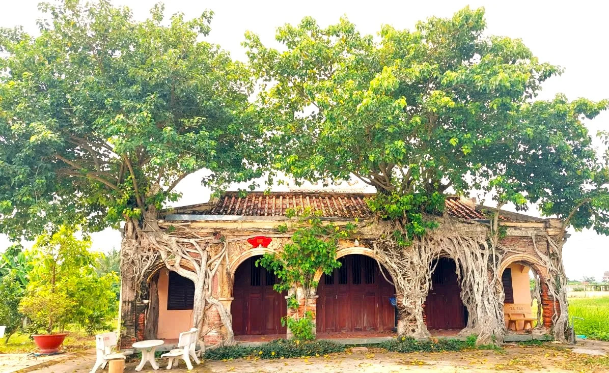 Hai cây bồ đề cổ thụ ôm trọn kiến trúc Đình Gò Táo, Tiền Giang