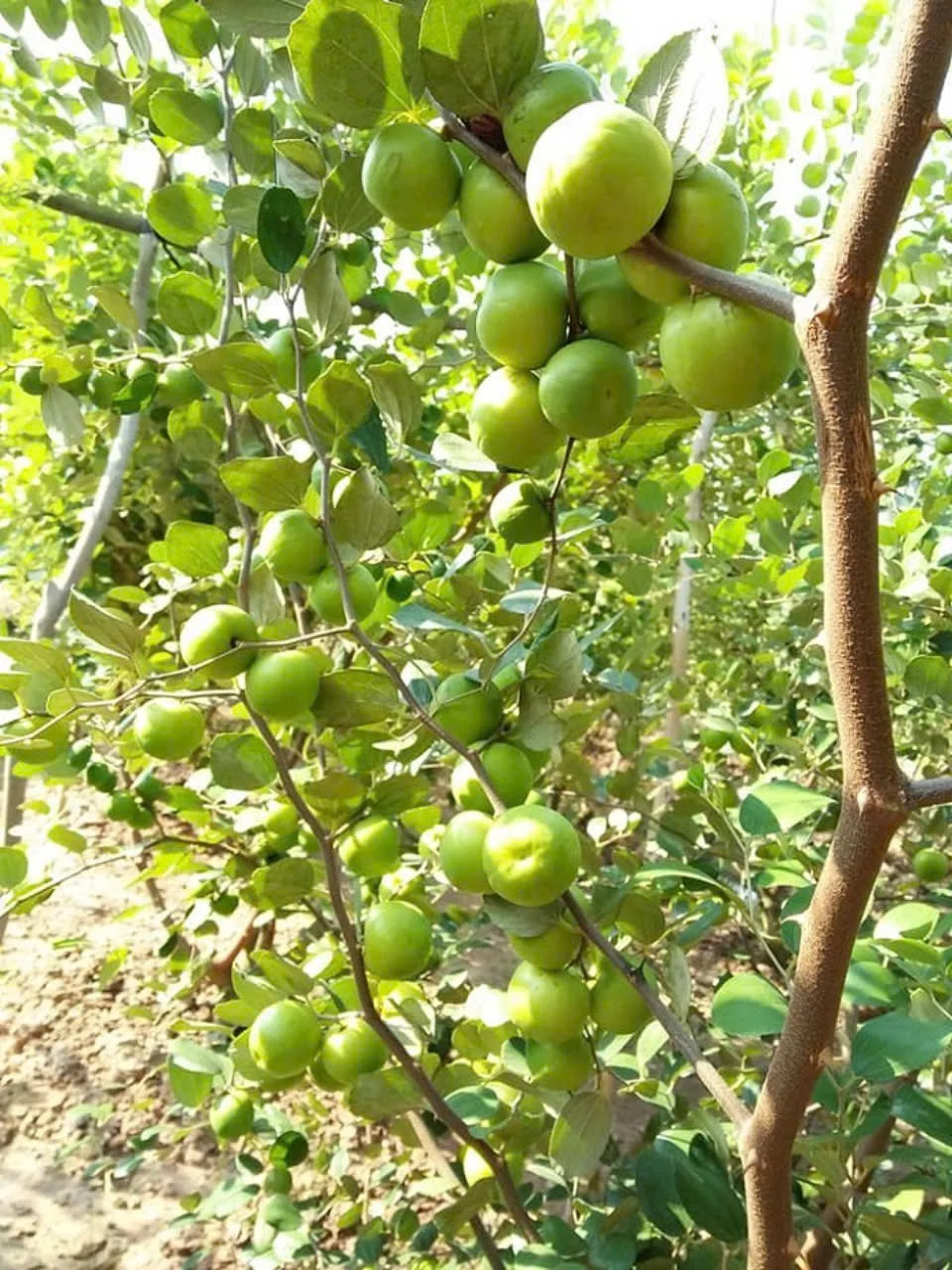 Vườn táo sai trĩu quả tại Vườn Táo Chú Sáu Hồi, Gò Công