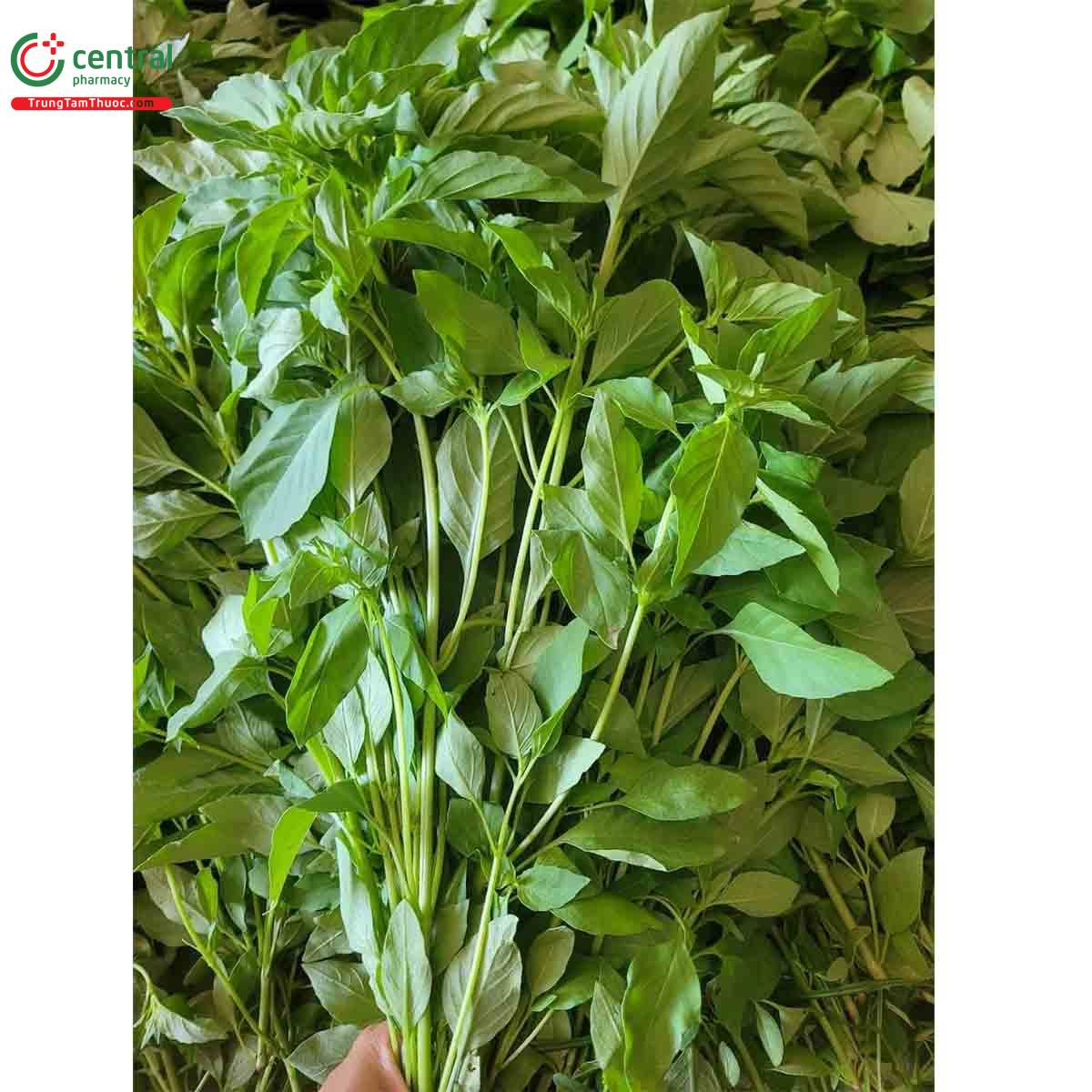 Lá É có mùi thơm như cây sả