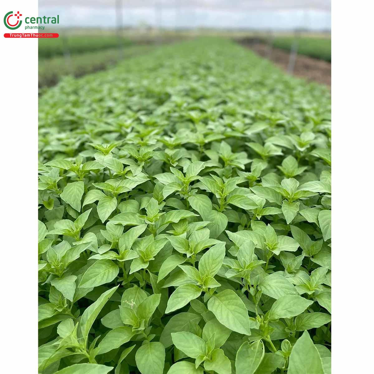 Lá É còn gọi là Rau É trắng