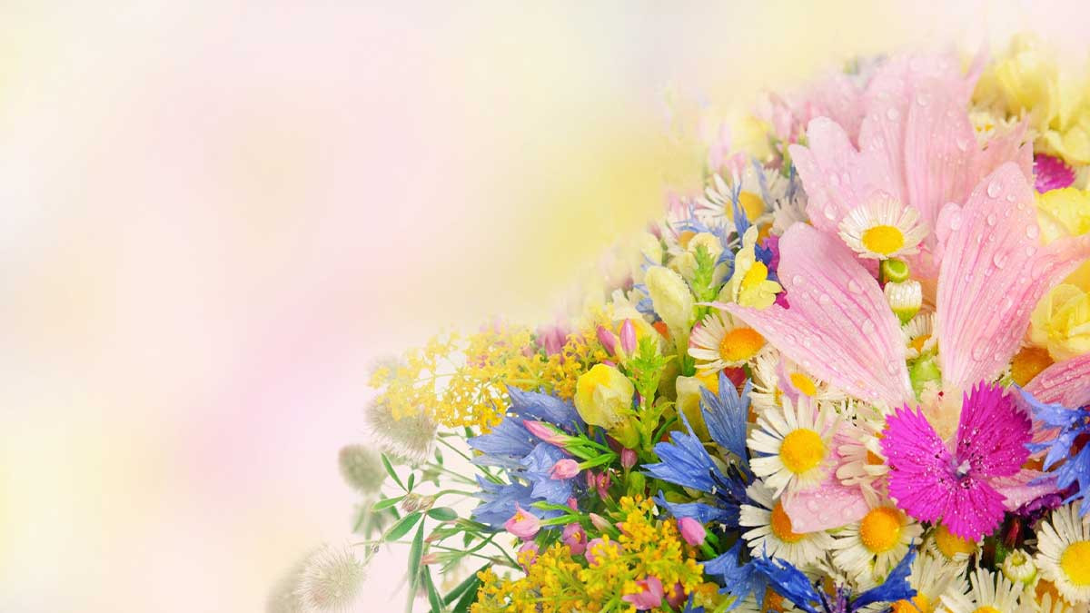 Cánh hoa hồng tươi thắm và lời chúc 20/10 chân thành từ học trò gửi đến cô giáo chủ nhiệm