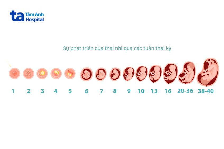 Sơ đồ minh họa các giai đoạn phát triển của thai nhi trong bụng mẹ
