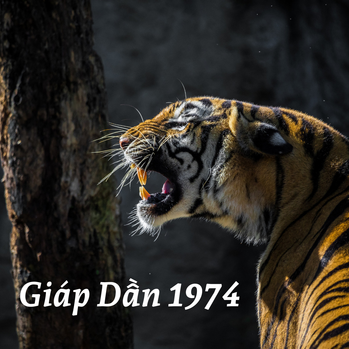 Thiên Can Địa Chi của người tuổi Giáp Dần