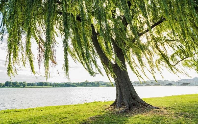 Hình ảnh cây liễu mềm mại bên bờ hồ phản ánh đặc tính uyển chuyển nhưng bền bỉ của mệnh Dương Liễu Mộc