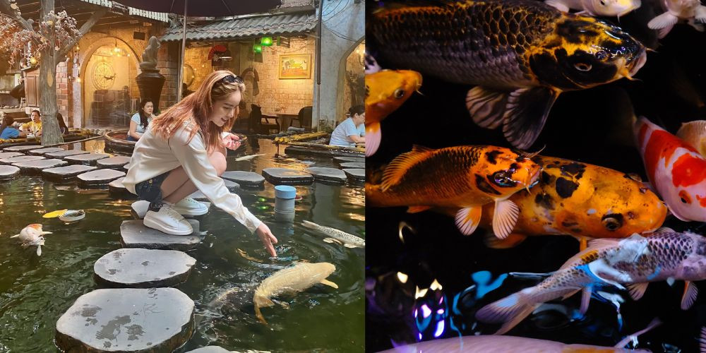 Quán Oasis Cafe thu hút du khách bởi các chú cá Koi đầy sắc màu