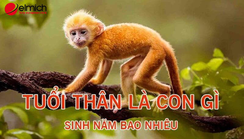 Tuổi Thân chính là tuổi con khỉ, có nhiều niên canh