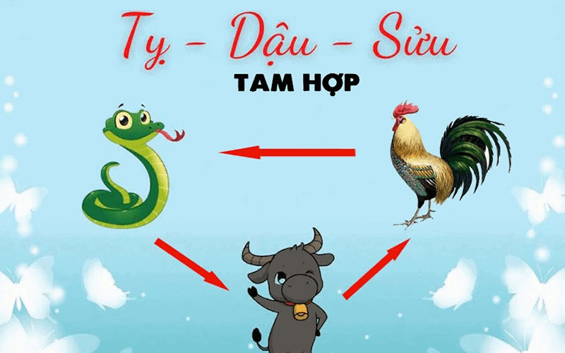 Tỵ và Sửu là những tuổi rất hợp với Quý Dậu, khi hợp tác làm ăn thường mang lại may mắn trong các dự án