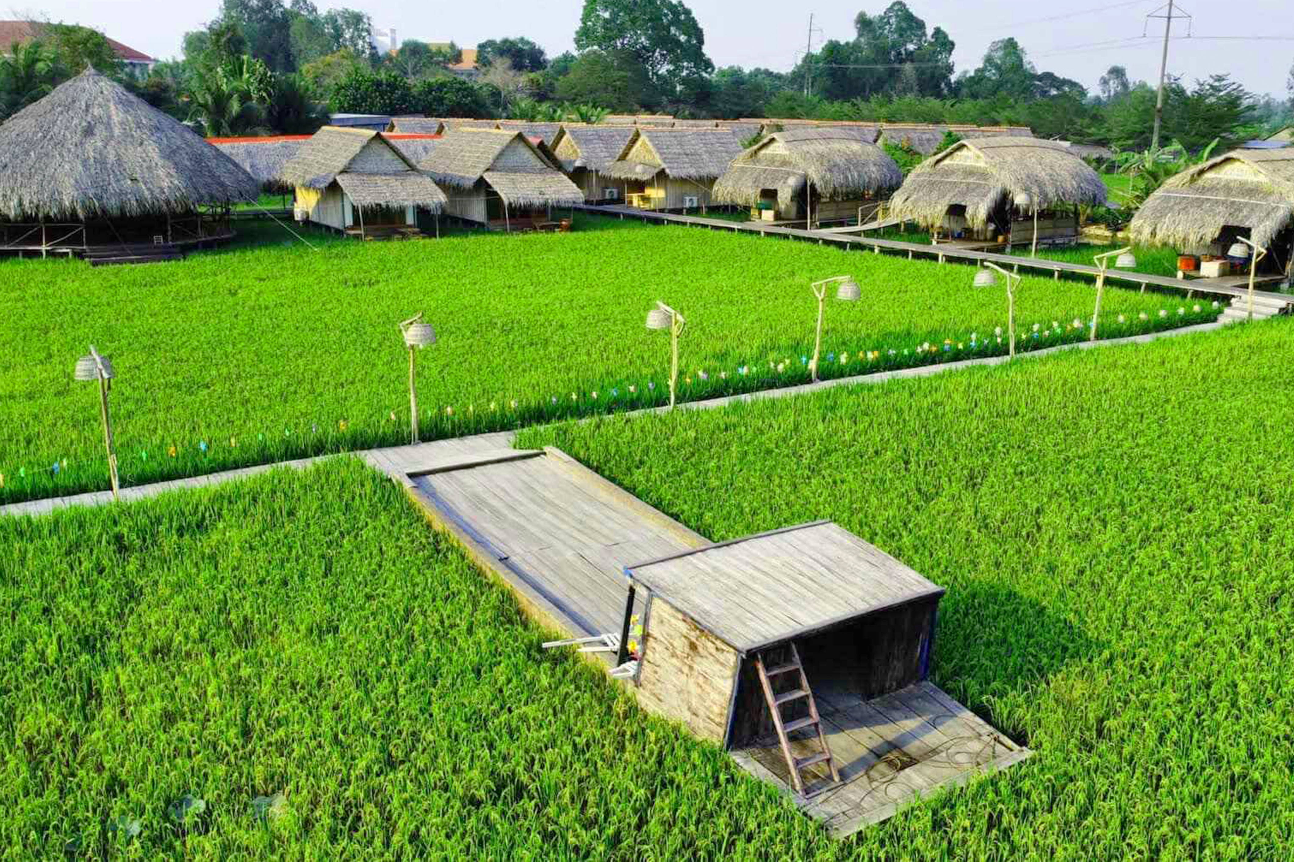 Đồng sen và ruộng lúa xanh mướt tại khu du lịch sinh thái Mỹ Phước Thành