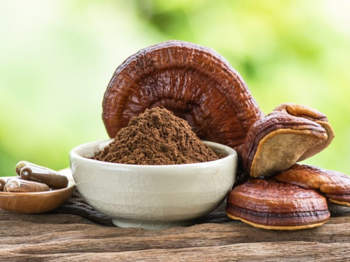Nấm linh chi – dược liệu quý giá