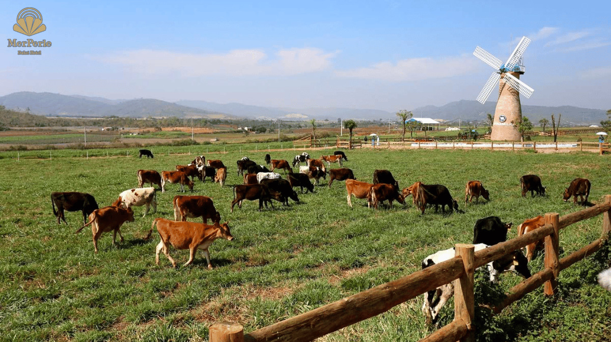 Khung cảnh xanh mát và đàn bò sữa tại Dalat Milk Farm
