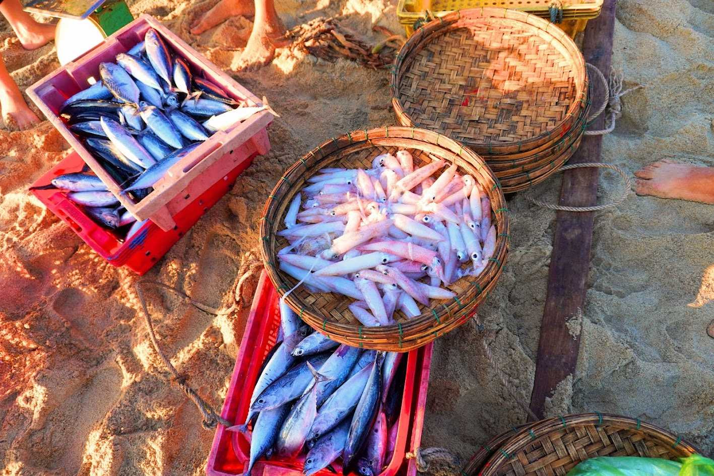 Hải sản ở biển Mỹ Khê