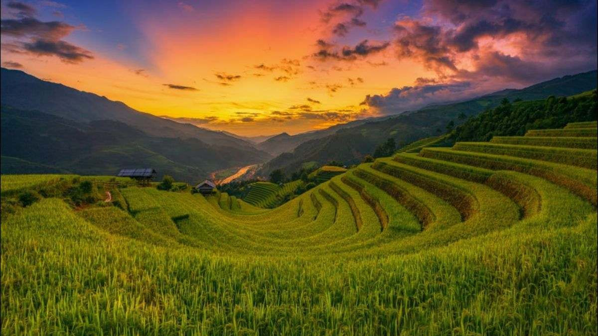 Ruộng bậc thang Mù Cang Chải mùa lúa chín vàng