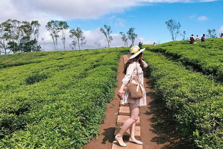 Đồi chè Tâm Châu xanh mướt tại Bảo Lộc dưới ánh nắng dịu nhẹ